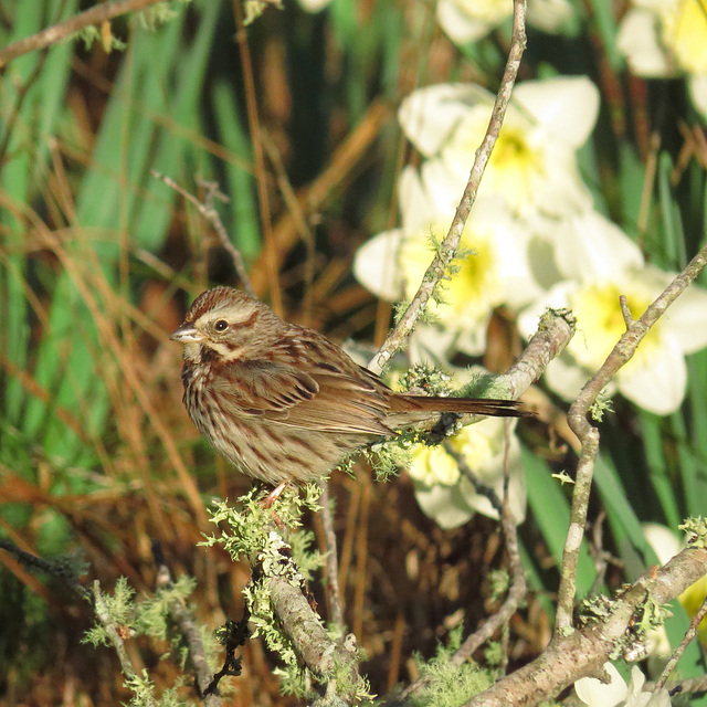 White-throated sparrow