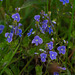 Germander Speedwell