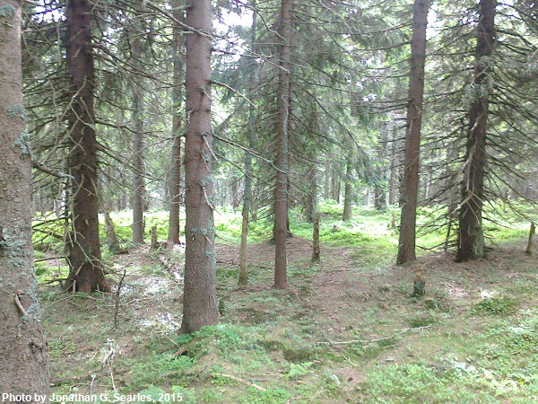 Hiking Trail, Picture 3, Snezka, Kralovehradecky kraj, Bohemia(CZ), 2015