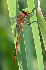 EOS 90D Peter Harriman 12 34 34 12336 norfolkHawker2 dpp