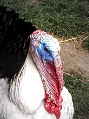 Supporter de l'équipe de France