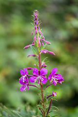 Rosebay Willow Herb (Chamaenerion Angustifolium)