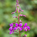 Rosebay Willow Herb (Chamaenerion Angustifolium)