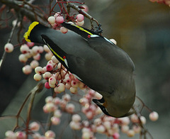 Stretching for berries!