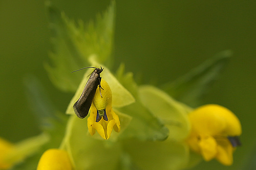 Little Moth on Yellow Rattle