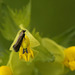 Little Moth on Yellow Rattle
