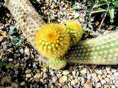 Prickly Cactus