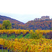 Weinberge im Herbst vor dem Hambacher Schloss