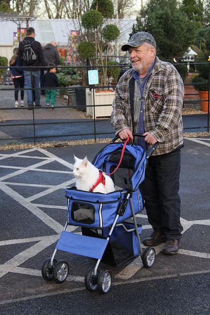 Cat in a buggy