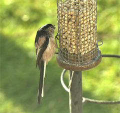 Long Tailed Tit