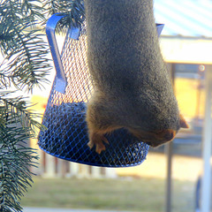 Squirrels on birdfeeders...