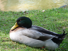 Pato del Jardín japonés de Buenos Aires