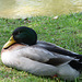 Pato del Jardín japonés de Buenos Aires