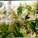 Blüten der Manna-Esche.  ©UdoSm