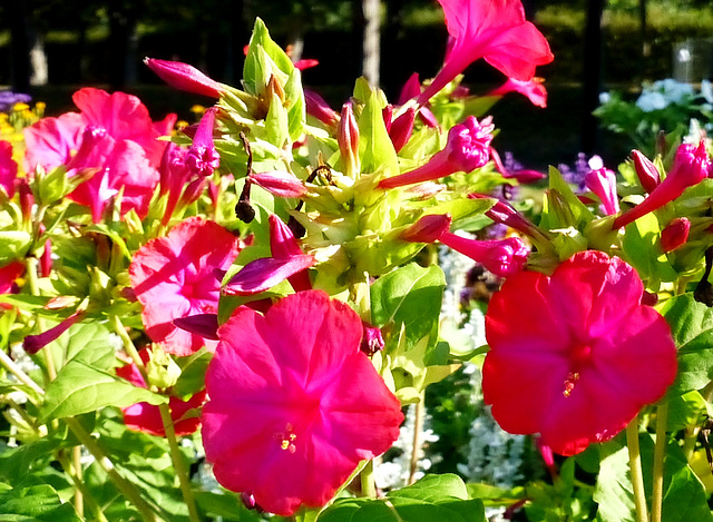 DE - Brühl - Blumen im Schlosspark