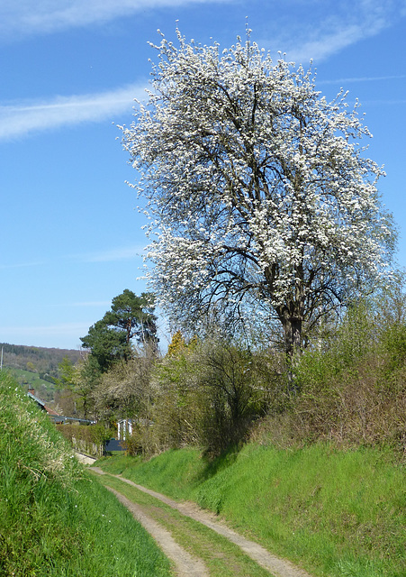 Rund um Heimersheim