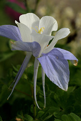 Colorado Blue Columbine