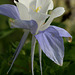 Colorado Blue Columbine