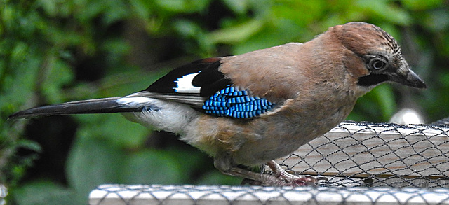 20210630 1235CPw [D~LIP] Eichelhäher (Garrulus glandarius), Bad Salzuflen