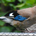 20210630 1235CPw [D~LIP] Eichelhäher (Garrulus glandarius), Bad Salzuflen