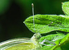 20210708 1398CPw [D~LIP] Kleiner Kohlweißling (Pieris rapae), Fingerstrauch (Potentilla fruticosa), Bad Salzuflen