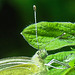 20210708 1398CPw [D~LIP] Kleiner Kohlweißling (Pieris rapae), Fingerstrauch (Potentilla fruticosa), Bad Salzuflen