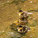 Mallard chicks two