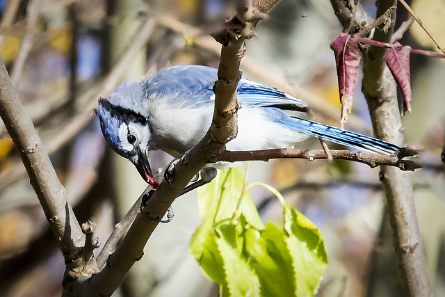 Blue Bird