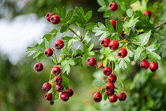 Rowan Berries Rowan Berries