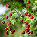 Rowan Berries