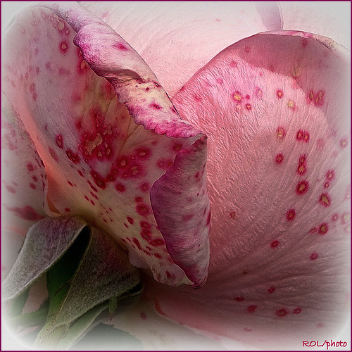 taches de rose