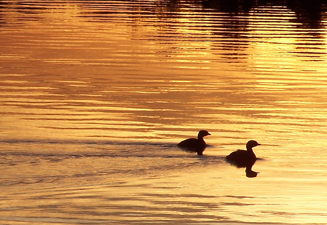 Pied-billed grebes on Bluff Lake