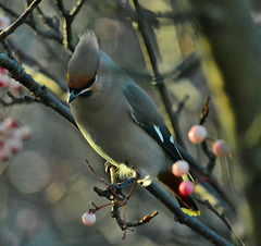 Waxwing