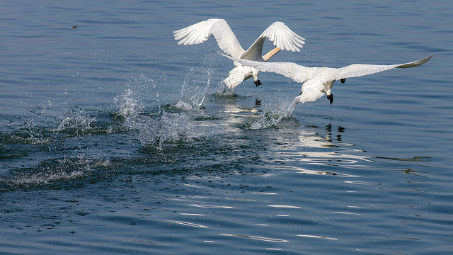 180506 Montreux cygnes 0