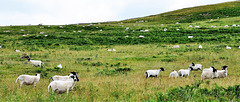 Scotland St. Cuthbert's Way