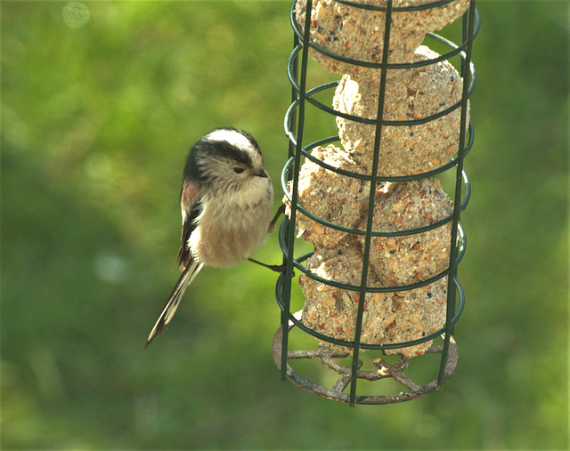 Long Tailed Tit