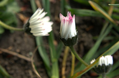 Tinged With Pink