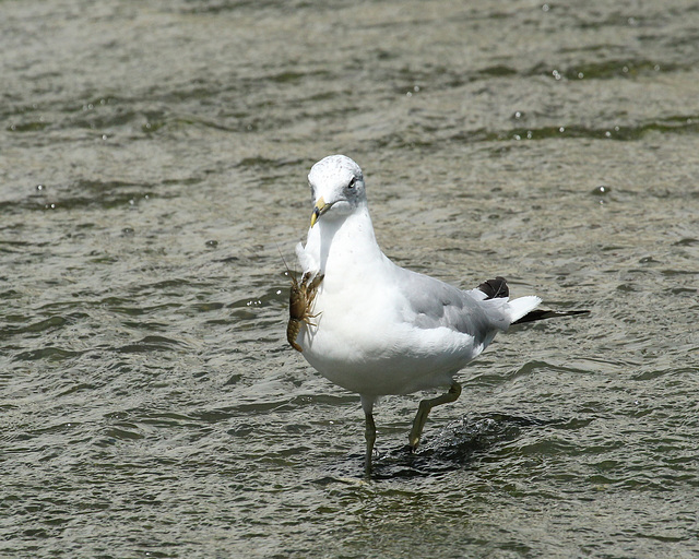 ring-billed gull with a nice necktie