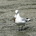 ring-billed gull with a nice necktie