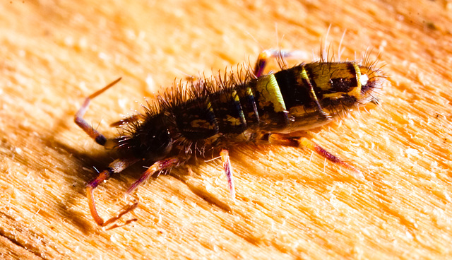 Springtail IMG 8269v2