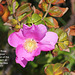 Japanese Rose Shoreham 27 6 2011