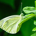 20210708 1400CPw [D~LIP] Kleiner Kohlweißling (Pieris rapae), Fingerstrauch (Potentilla fruticosa), Bad Salzuflen