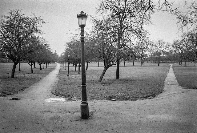 Two Paths In The Park