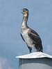 Stresa- Cormorant