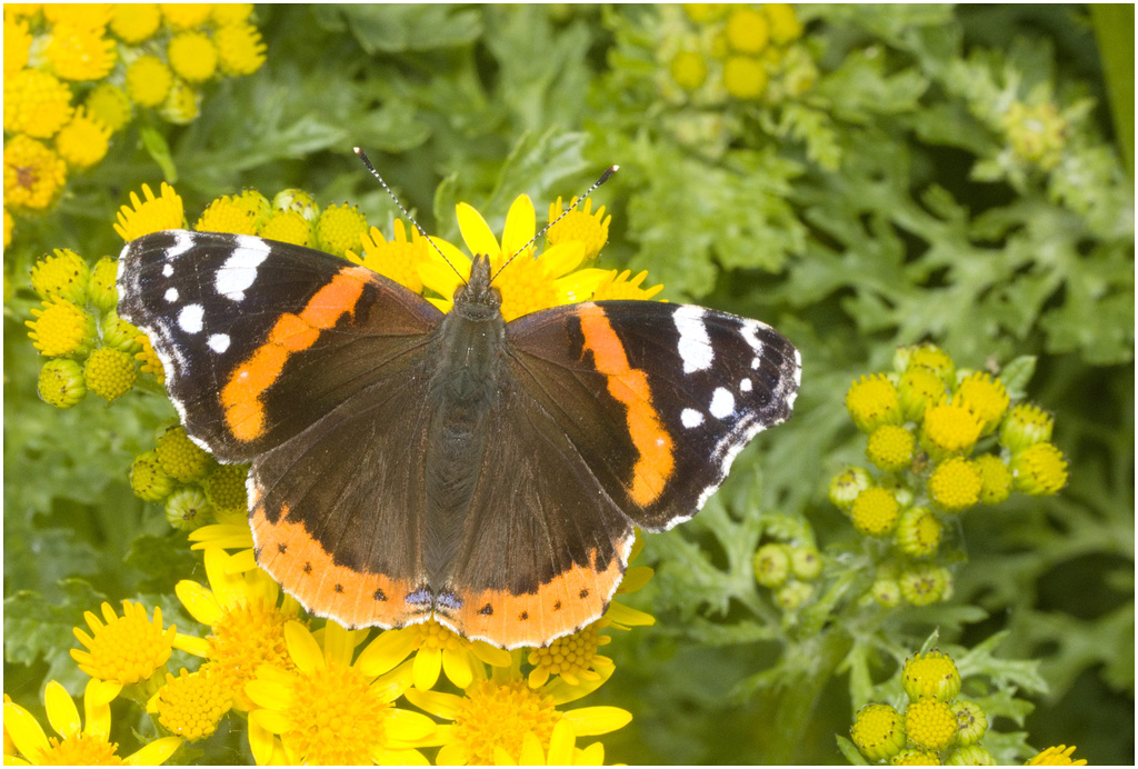 IMG 0433 Red Admiral