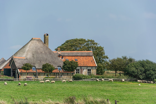 Schafzucht auf Texel