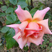 Au jardin ..........HFF........