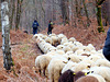 Transhumance du 16 mars 2016
