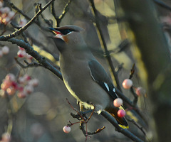 Happy Waxwing!!