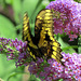 Giant Swallowtail (Papilio Cresphontes), vibrating wings while feeding